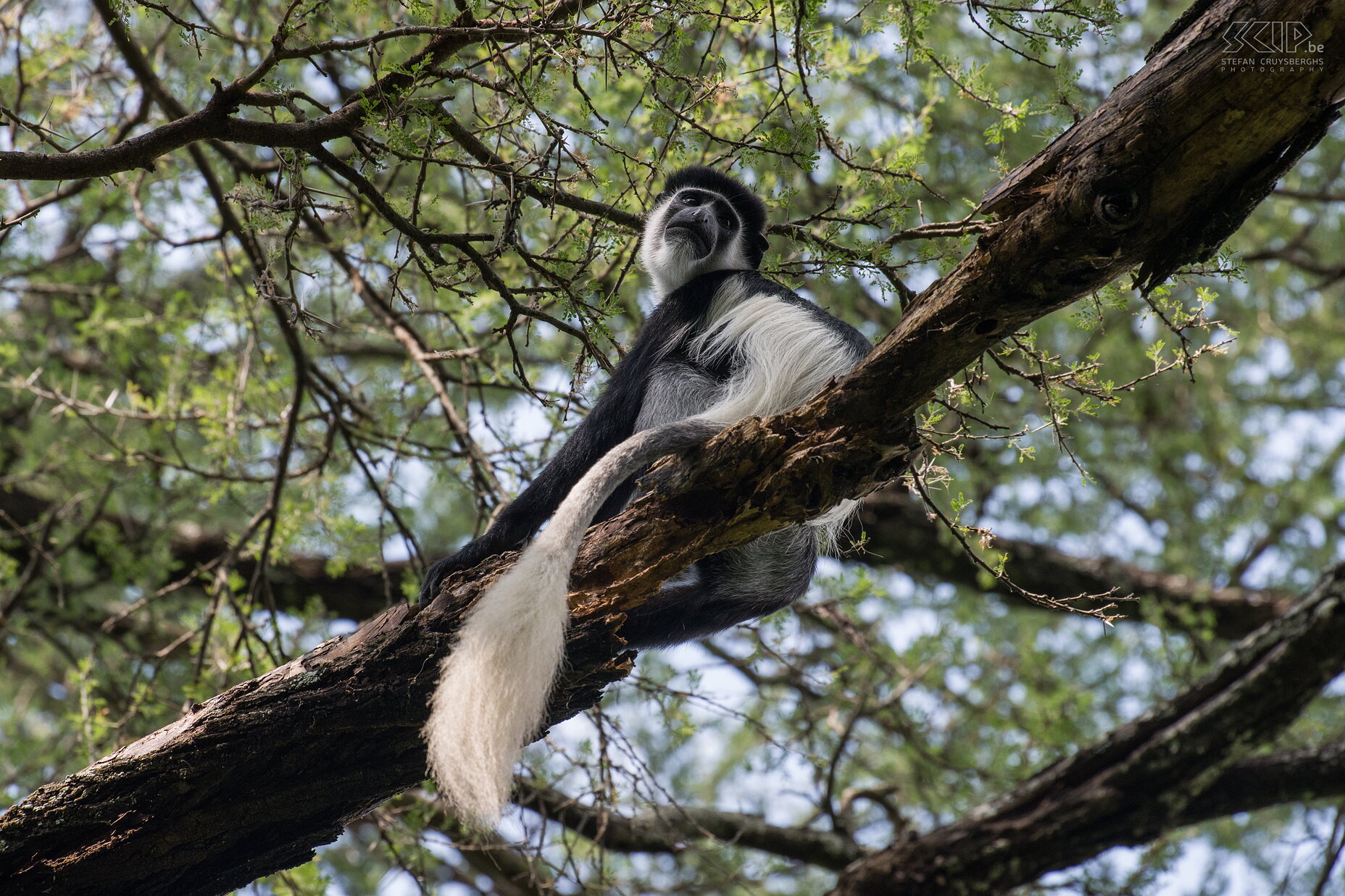 Mago - Colobus monkey In the forest near our campsite in Mago NP there live several groups of Black-and-white Colobus monkeys (Mantled guereza, Colobus guereza). It is not always easy to photograph these colobus monkeys because they are mostly sitting high up in the trees and photos are often quite dark or have high contrasts. I really like this photo because there was soft light, it shows the monkey with its beautiful long white tail and I was able to create a nice diagonal composition. Stefan Cruysberghs